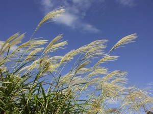 061007PICT7573-1susuki