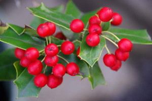 129369059202116214497