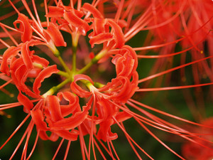 2920537895_248f8e204c_o