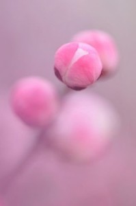 3707ad6a4244c237e320df0d2cd30e5a-1