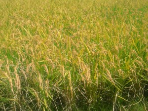 56c7079214222da8ef4a21128d377b851