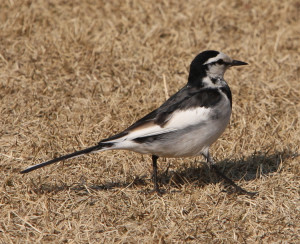 ハクセキレイ4M5D0700