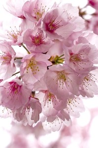 66ecd9cfe9dacf27a4aefee9d9fb6fdc