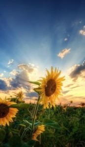 6e498bd0448a84d3e48a86f204172f97