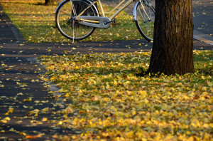 1_行幸通り銀杏並木の紅葉