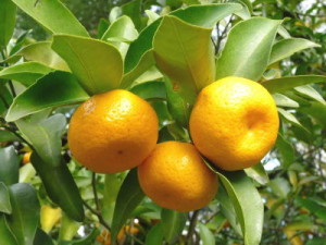 c31fdf1fb5a22dc49de2a431b08915a7