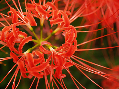 秋分　雷乃声収