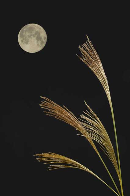 拍車をかける満月