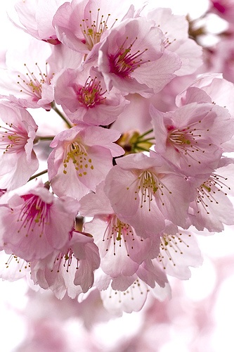 確定週間　3月31日〜4月6日