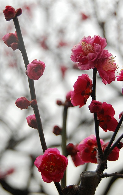緩綻　　2月16日〜2月22日　