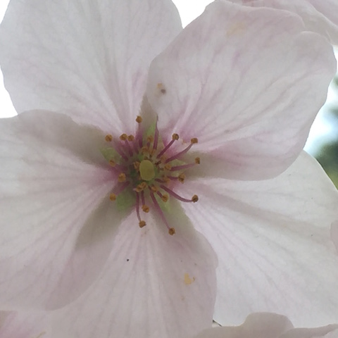 瞬生　4月6日〜4月12日