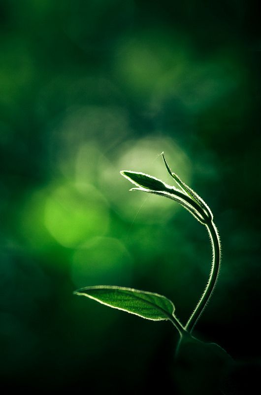 優先させる新月