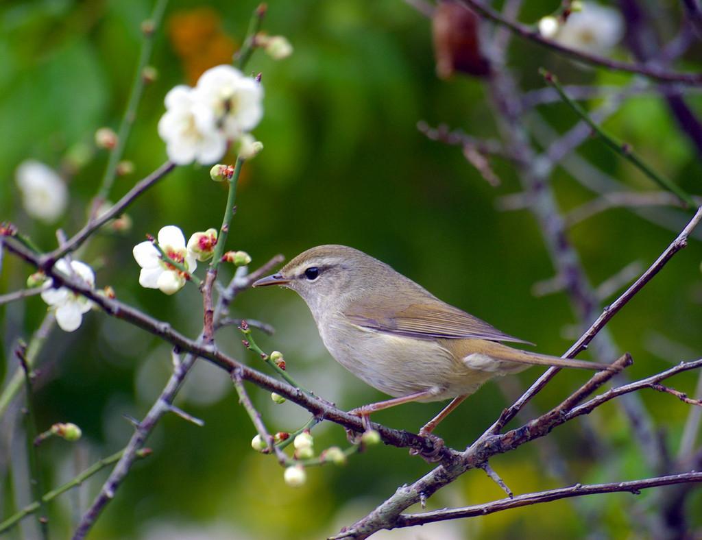 立春　黄鶯睍睆