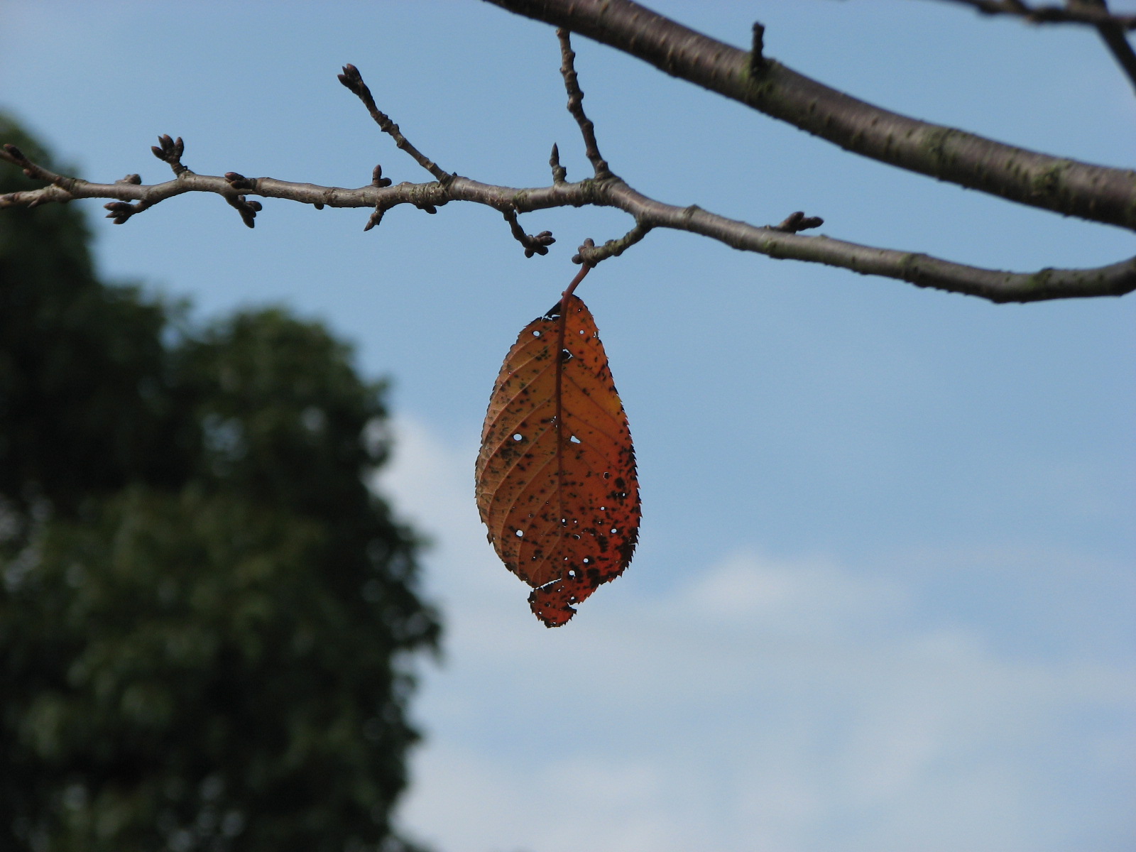 小雪　虹蔵不見